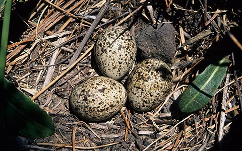 Kurrichane Buttonquail eggs